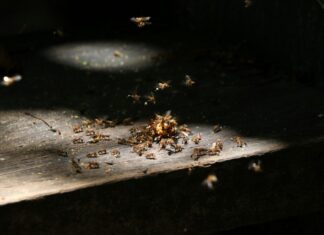 The Top Pests That You Might Experience As a Homeowner In Australia. The Top Pests That You Might Experience As a Homeowner In Australia.